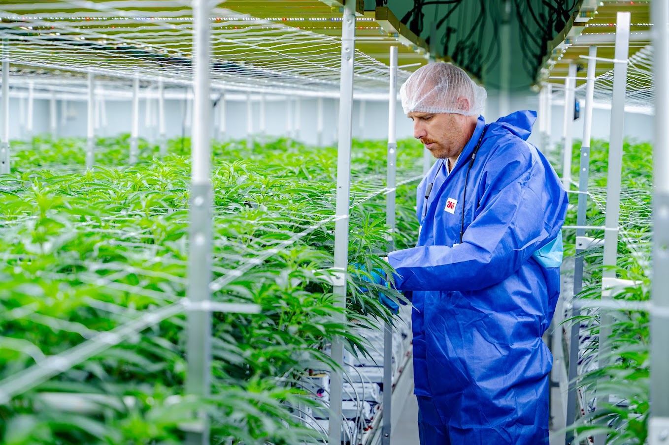 Harvest — flowering stage inspection