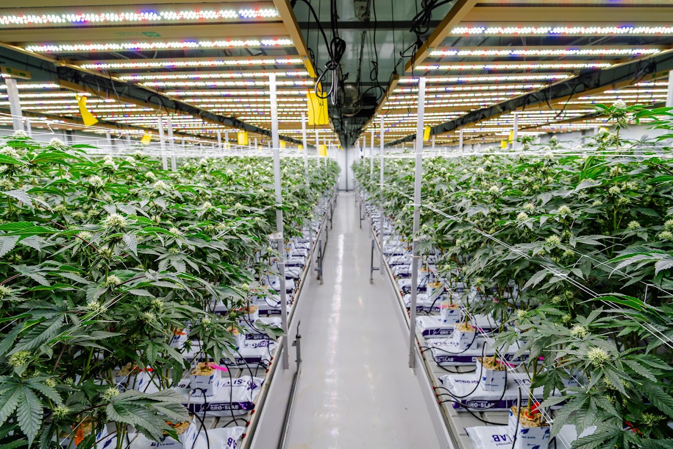Harvest — hand-harvesting cannabis