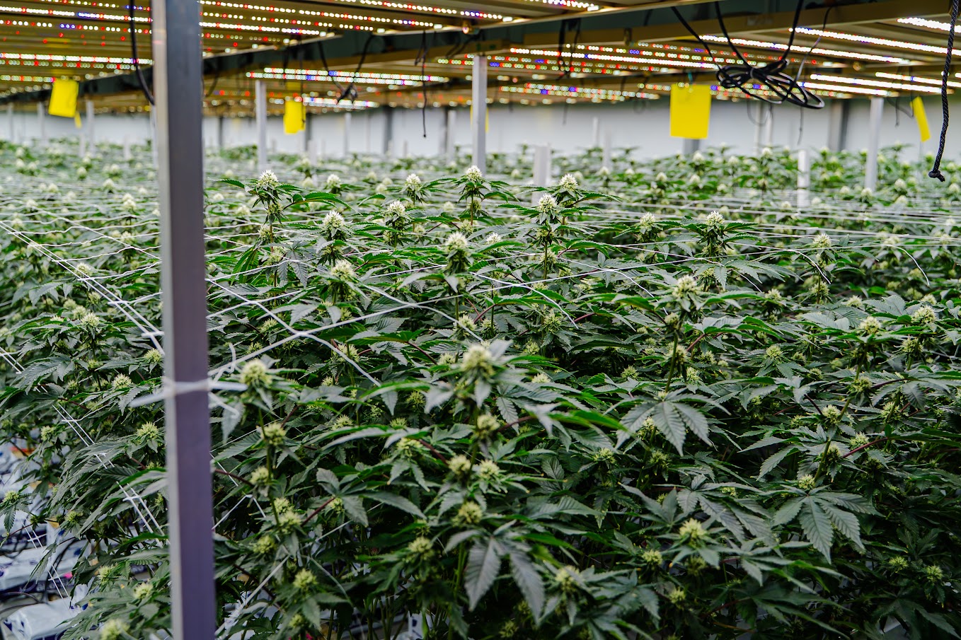 Harvest — wet trimming process