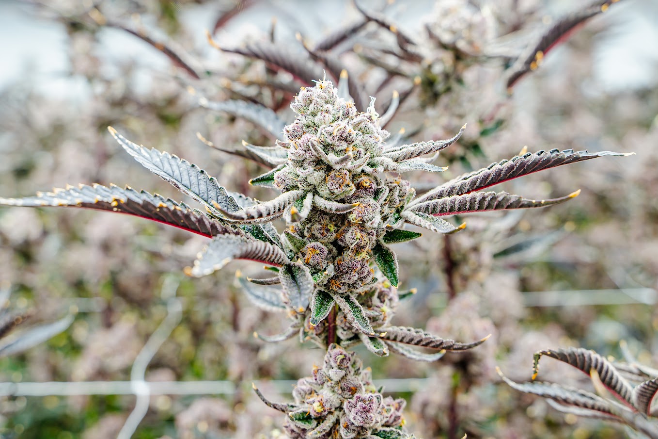 Harvest — drying preparation