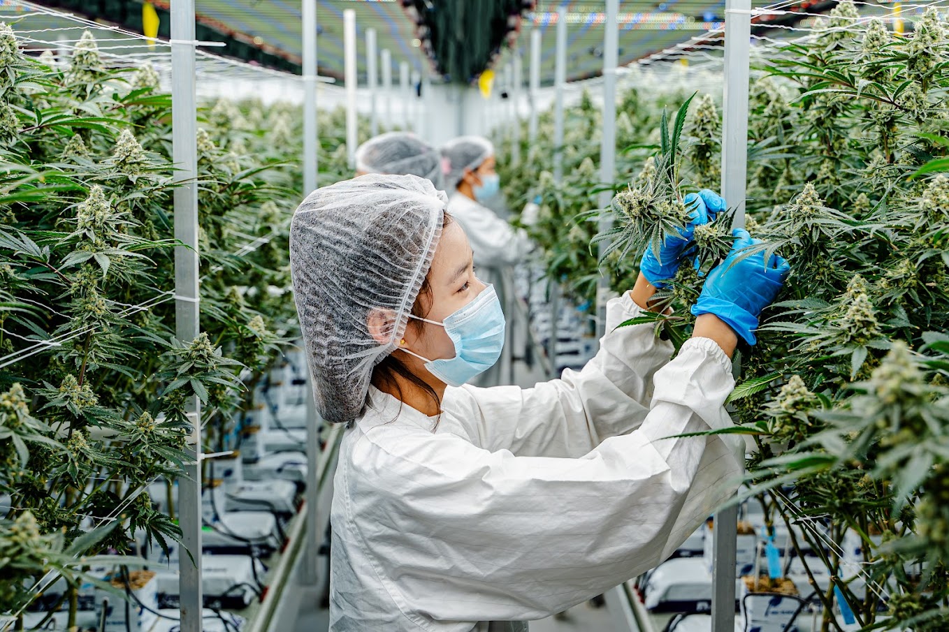 Harvest — curing and quality check