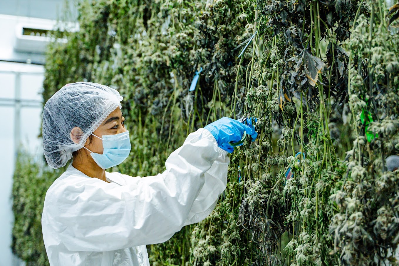 Harvest — final batch inspection