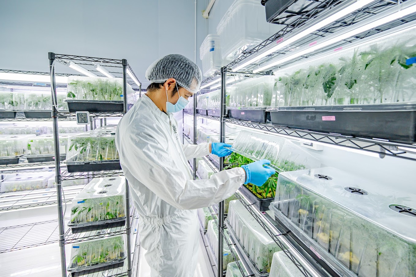 Propagation — seedling and clone preparation