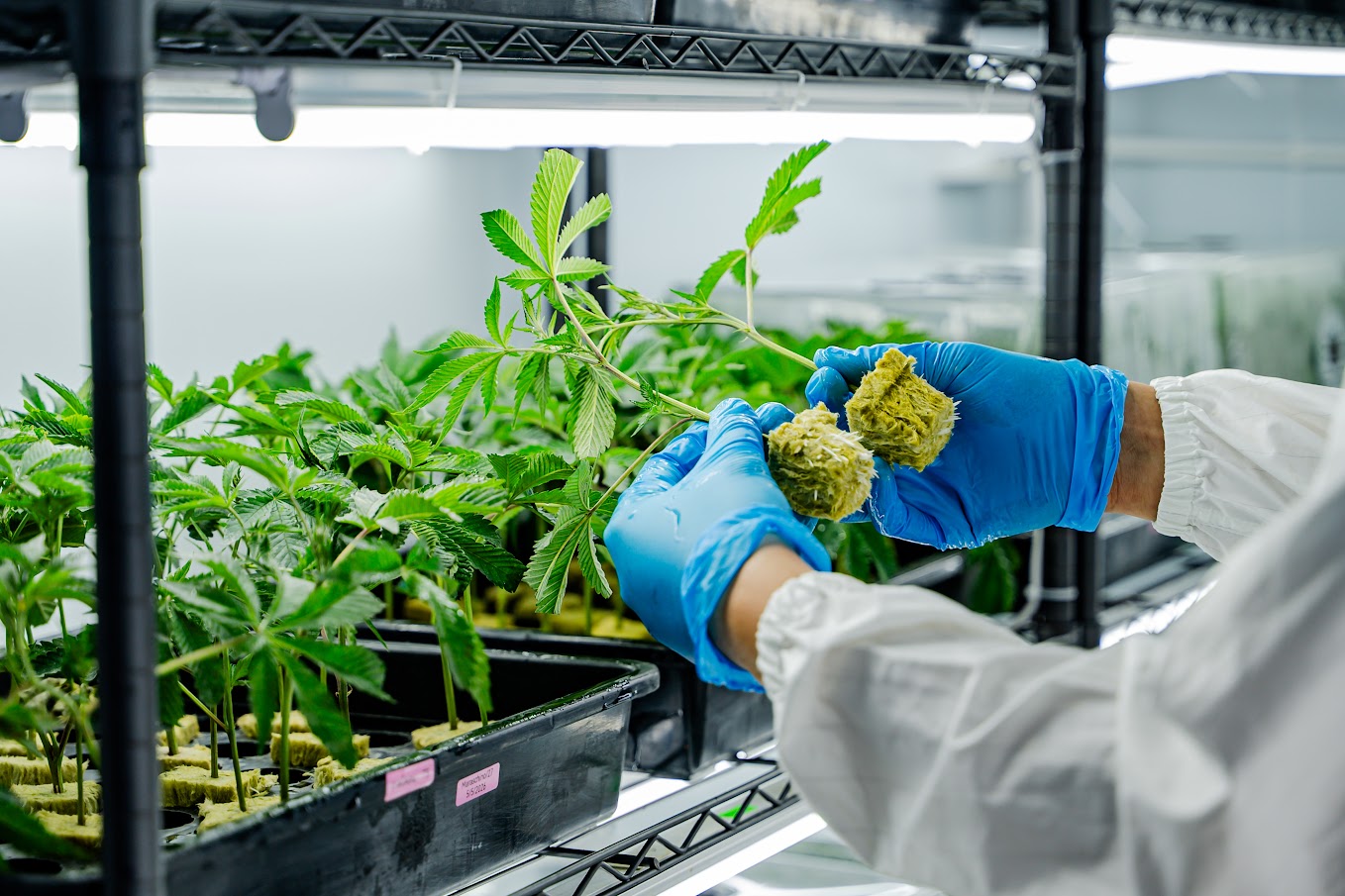 Propagation — young plants in controlled environment