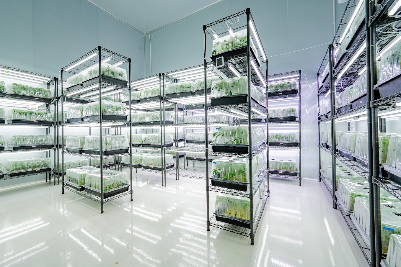 Propagation — vegetative growth stage