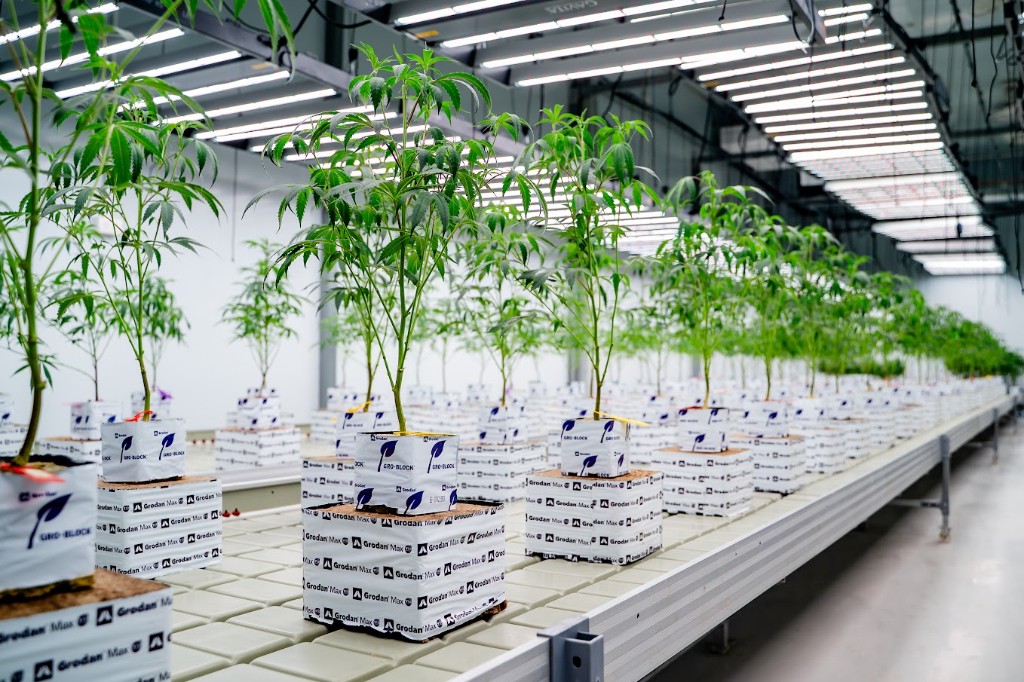 Propagation — young plants on Grodan blocks in indoor rows