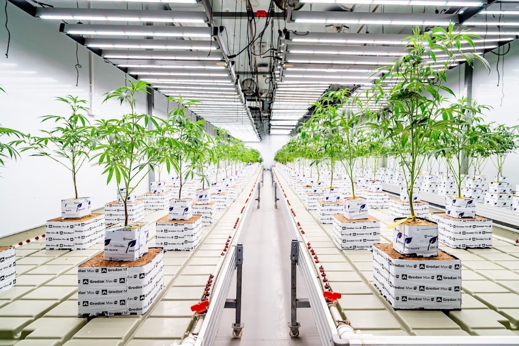 Propagation — young plants in indoor cultivation rows