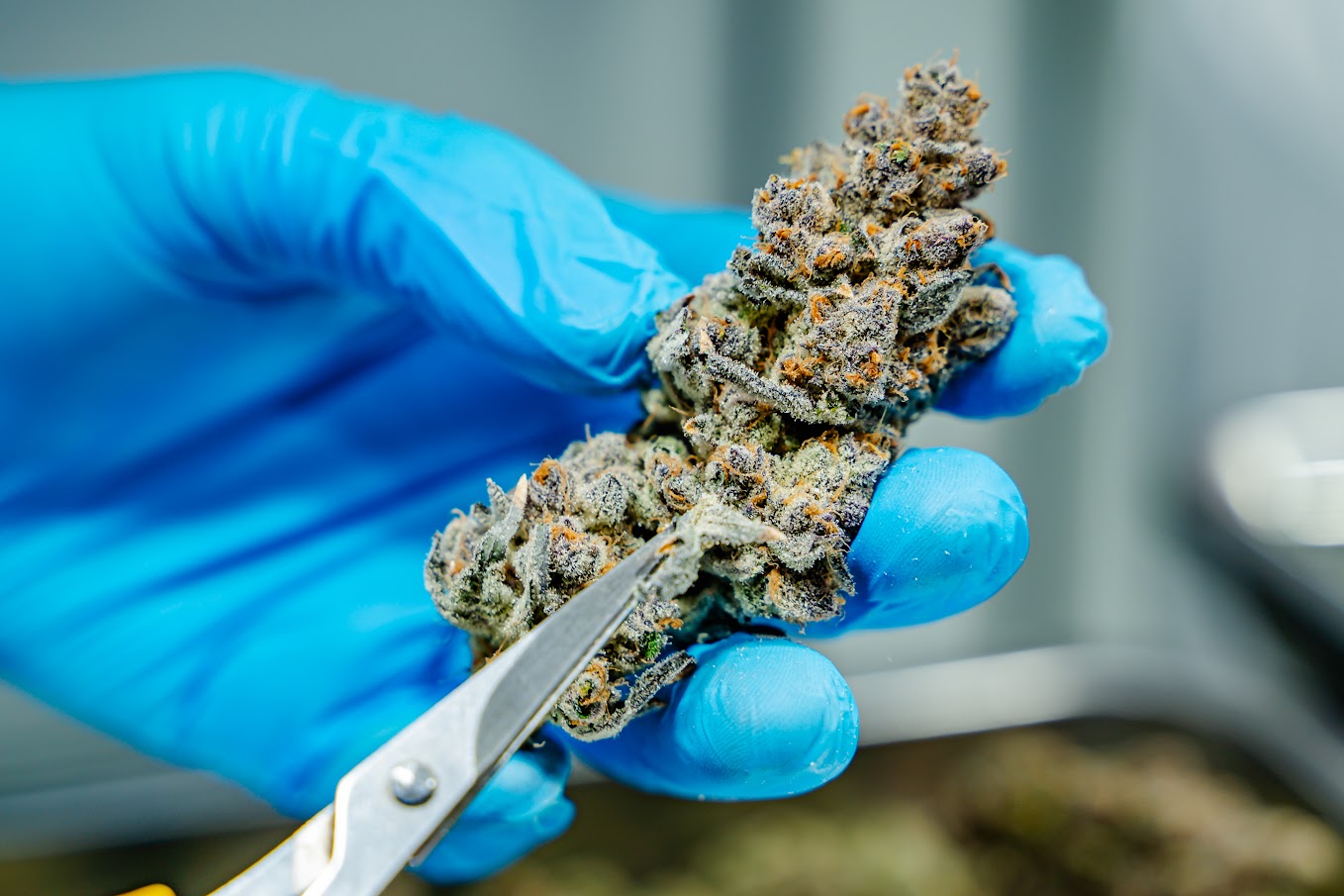 Refinement — dried flower quality assessment